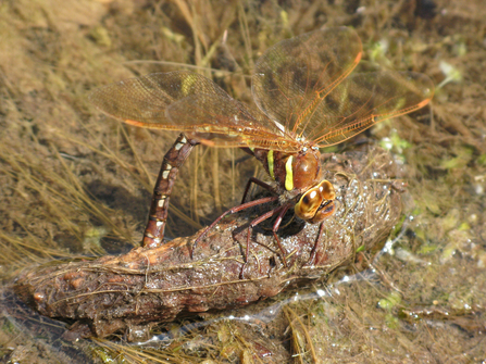 Brown hawker female laying eggs into pond vegetation by Wendy Carter