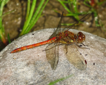 Common darter (mainly red body) sitting on a stone by Mike Averill