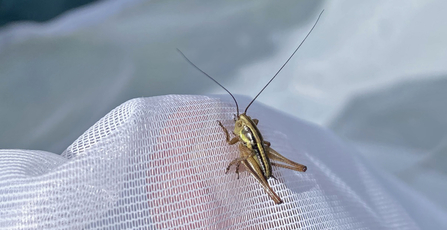 Roesel's bush cricket nymph - long antennae, long hind legs, greenish 'u' behind head by Issy Troth