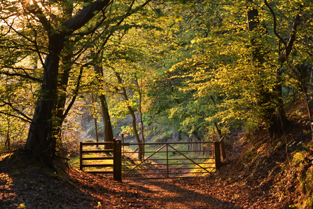 Menithwood with sunlight shining through newly emerging leaves by Martin Bennett