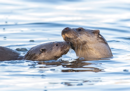 Mother and cub otter in water by Matthew Lissimore