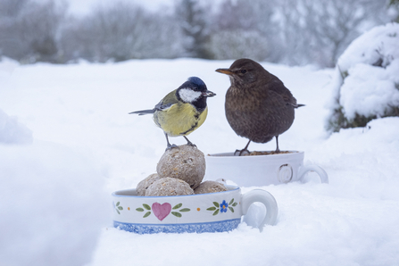 Great tit and blackbird sitting on cups of food in the snow by Yana Northen