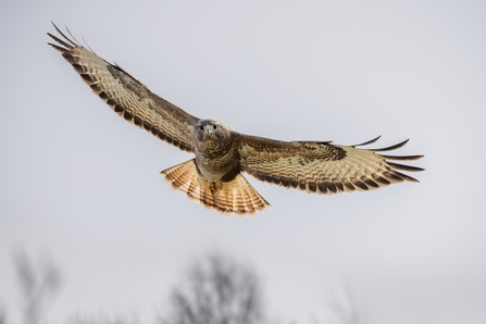 Buzzard soaring through the air by David Meredith