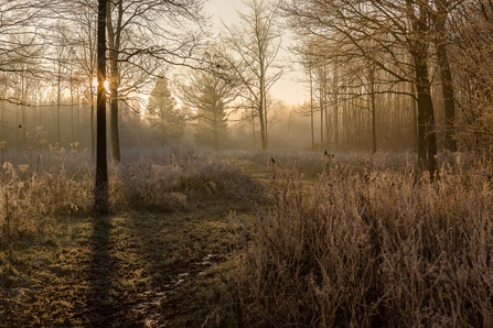 Trench Wood in winter by Gillian Smith