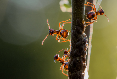 backlit wood ants on a stem by Richard Clifford
