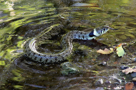 Grass snake swimming by David Cole