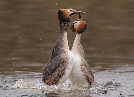 Great crested grebes 'weed dancing' by Rebekah Nash