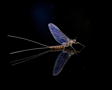 Mayfly and reflection by Simon Pugh