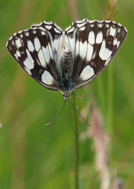 Marbled white butterfly (white and grey checked/marbled pattern) sitting with open wings on a grass stem by Wendy Carter