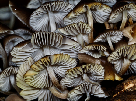 underside of fungi that is clumped together by Malcolm Styles