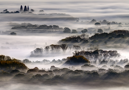 Tree tops rising out of the mist by Ric Harding