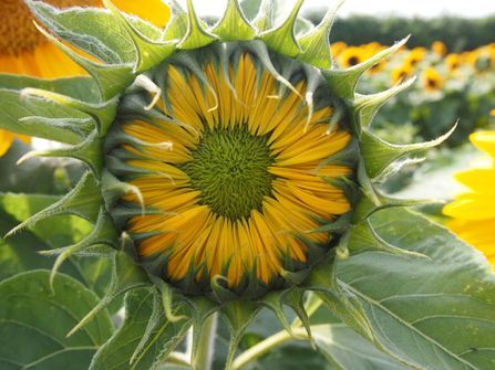 Close up of a sunflower with a field of sunflowers behind by Lauren French