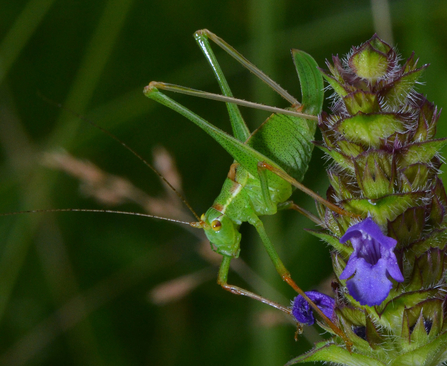 Speckled bush-cricket by Gary Farmer