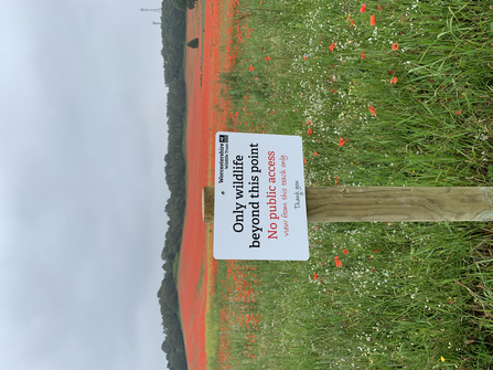 Only Wildlife Beyond This Point sign with field and poppies in the background by Amy Fleming