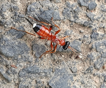 Agrothereutes abbreviates wasp - mainly red body with black head, black marking close to end of abdomen, abdomen tipped with white by Cathryn Dhonau