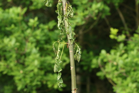 Wilting ash leaves on a young sapling by Wendy Carter