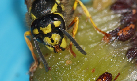 Close up of the face of a black and yellow wasp eating a rotting kiwi fruit by Wendy Carter