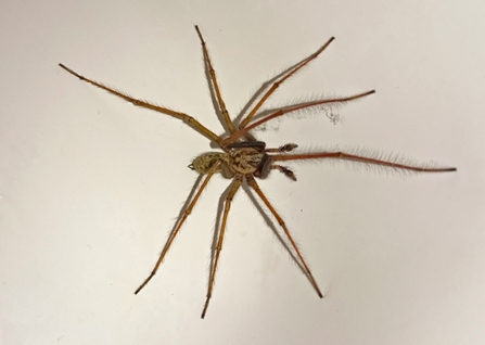 House spider on a white background that highlights the hairiness of the legs by Wendy Carter