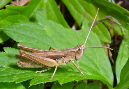 Lesser marsh grasshopper sitting on a leaf by Gary Farmer