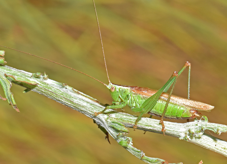 Long-winged conehead sitting on stem by Gary Farmer