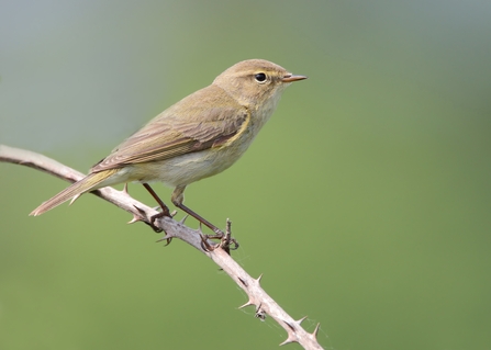 Chiffchaff sitting on a bramble stem by Karen Summers