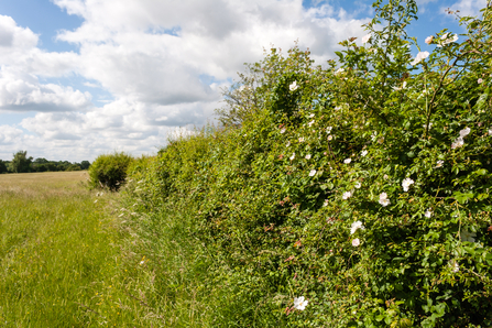 Green Farm hedgerow with wild rose in flower running into the distance with a meadow on the left by Paul Lane