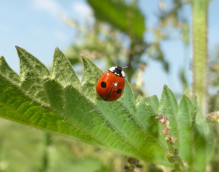 2-spot ladybird on the underneath of a nettle leaf by Nicki Farmer