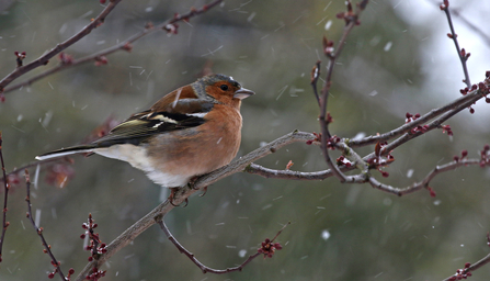 Chaffinch sitting on a branch in the snow by Wendy Carter