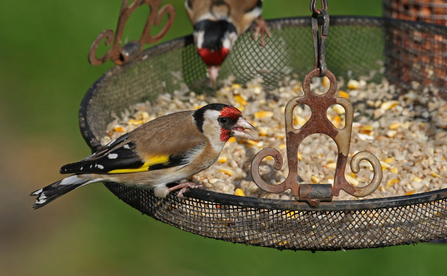 Goldfinch on feeding tray by Wendy Carter