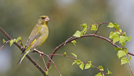 Greenfinch sitting in a birch tree by Wendy Carter