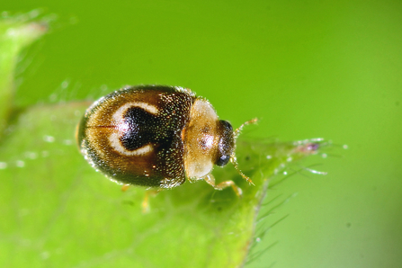 Horseshose ladybird - cream and brown with a cream 'horseshoe' shame on the wing cases - sitting on a leaf by John Bingham