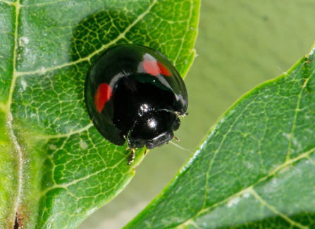 Kidney spot ladybird - black with two red marks - on a leaf by Gary Farmer