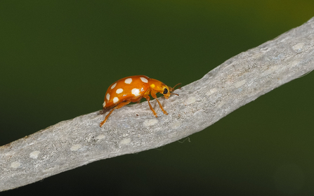 Orange ladybird- orange with creamy white spots - on a twig by Pete Smith
