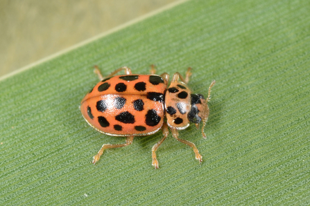 Water ladybird - longish orange red body with black spots - sitting on a reed by John Bingham