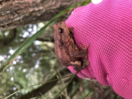 Common toad sitting on a pink sleeve by Meg Cotterrell