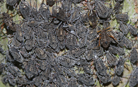 A mass of giant willow aphids on a tree trunk by Wendy Carter