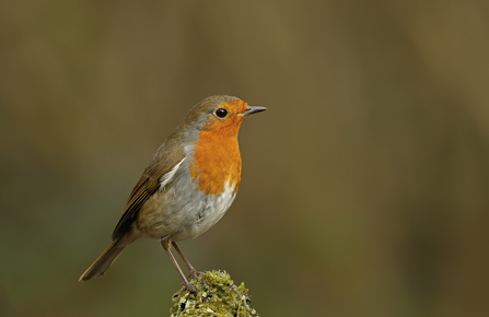 Robin sitting on a moss-covered stone by John Caswell