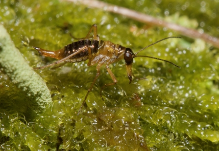 Snow flea sitting on moss by Rosemary Winnall