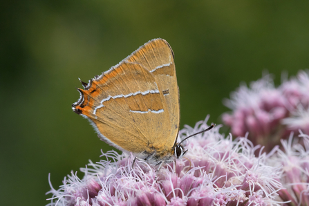 Brown hairstreak butterfly feeding on hemp agrimony by Pete Walkden