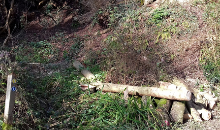 A log pile and stem left alongside stump in a woodland by Dominique Cragg