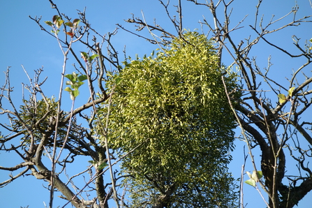 Ball of mistletoe in an apple tree by Wendy Carter