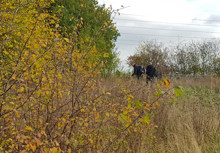 Volunteers near a hedge looking for brown hairstreak eggs on young blackthorn growth by Jasmine Walters