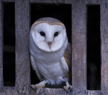 Barn owl sitting between two pieces of wood in a barn door by Brian Eacock