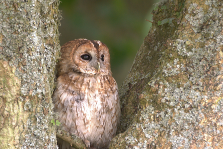 Tawny owl sitting in the fork of two tree branches by Jason Curtis