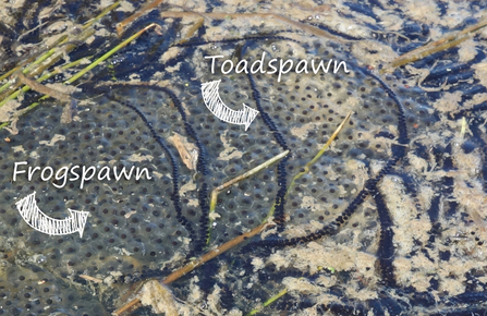 A clump of frogspawn with strings of toadspawn running through it by Wendy Carter