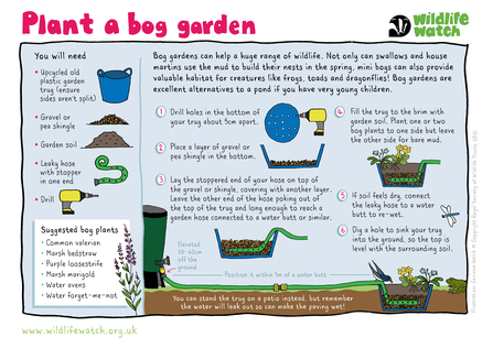 Illustrated instructions for planting a bog garden