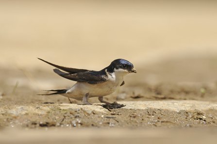 House martin gathering mud by Dawn Monrose