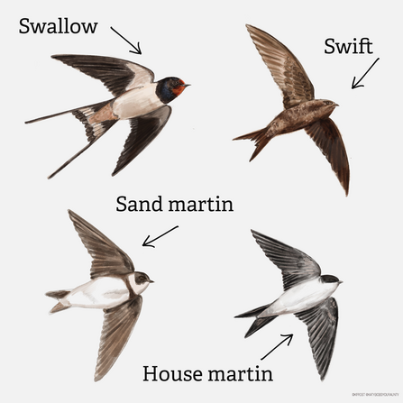 Swallow, swift, sand martin and house martin illustrations by Katy Frost
