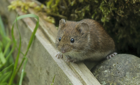 Bank vole - small brown rodent with small ears - peering over timber garden edging by John Bridges