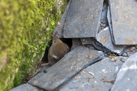Common shrew - small brown mammal with a long snout - pushing up between slates in a garden by Pete Cheshire
